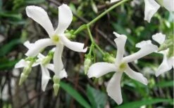 Confederate Jasmine Vine (Trachelospermum Jasminoides) - 6 Pack Of 1 Gallon Pots -Garden Plants shop Jasmine Confederate Vine
