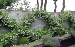 Madison Confederate Jasmine - 1 Gallon Pot 3 Madison Confederate Jasmine - 1 Gallon Pot -Garden Plants shop Jasmine Madison 12