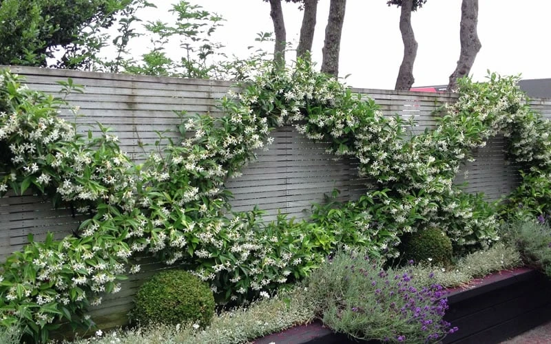 Madison Confederate Jasmine - 1 Gallon Pot Madison Confederate Jasmine - 1 Gallon Pot -Garden Plants shop Jasmine Madison 12