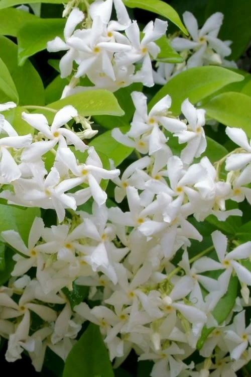 Madison Confederate Jasmine - 1 Gallon Pot Madison Confederate Jasmine - 1 Gallon Pot -Garden Plants shop Jasmine Madison Rev 500x750 1