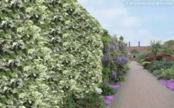 Variegated Confederate Jasmine - Trachelospermum Jasminoides - 6 Pack Of 1 Gallon Pots -Garden Plants shop Jasmine Variegated Confederate 11 1