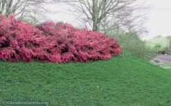 Blue Pacific Juniper - 2 Gallon Pot -Garden Plants shop Juniper Blue Pacific 16 2