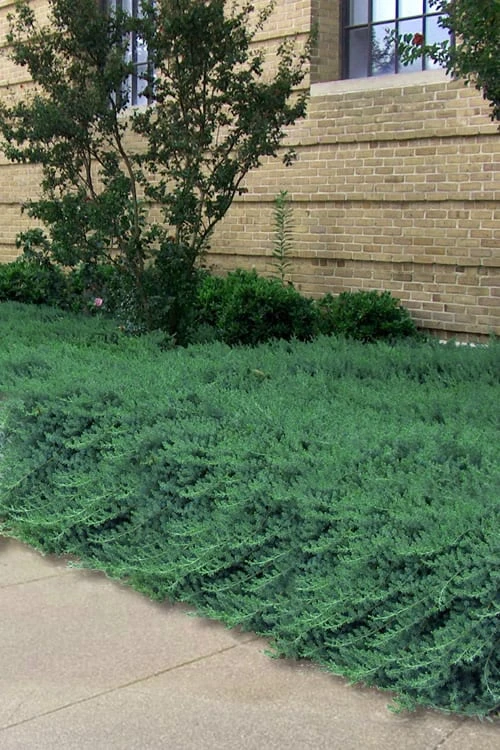 Blue Pacific Juniper - 1 Gallon Pot Blue Pacific Juniper - 1 Gallon Pot -Garden Plants shop Juniper Blue Pacific 26 1