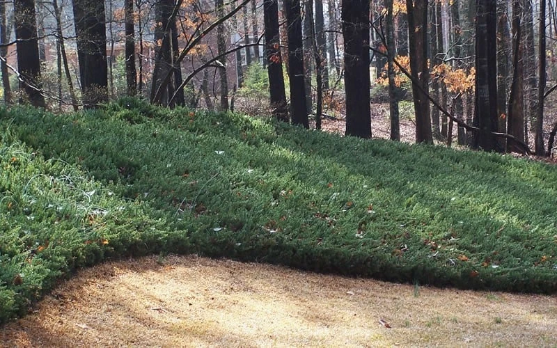 Blue Pacific Juniper - 6-Pack of 1 Gallon Pots Blue Pacific Juniper - 6-Pack Of 1 Gallon Pots -Garden Plants shop Juniper Blue Pacific