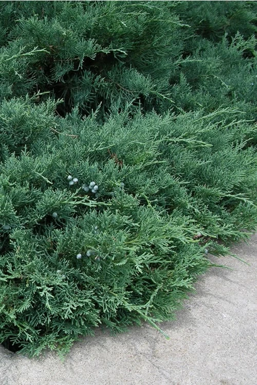 Blue Sargent Juniper - 1 Gallon Pot Blue Sargent Juniper - 1 Gallon Pot -Garden Plants shop Juniper Blue Sargent 500x750 1