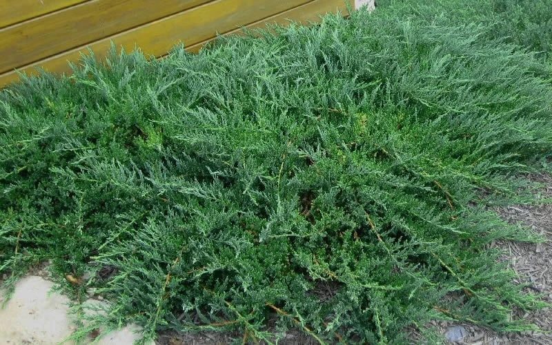 Blue Sargent Juniper - 1 Gallon Pot Blue Sargent Juniper - 1 Gallon Pot -Garden Plants shop Juniper Blue Sargent Rev