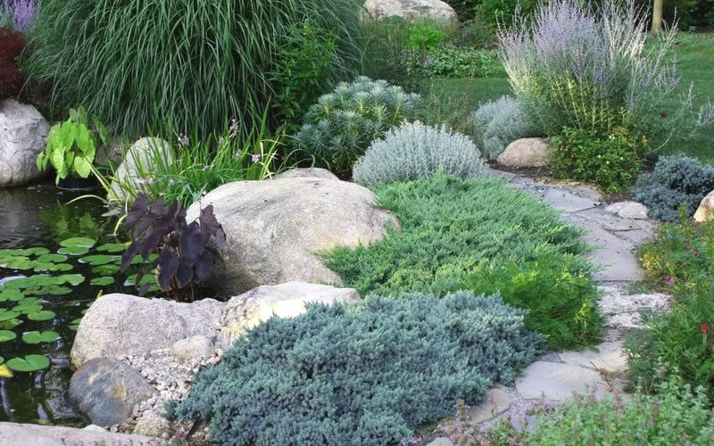 Blue Star Juniper - 6-Pack of 1 Gallon Pots Blue Star Juniper - 6-Pack Of 1 Gallon Pots -Garden Plants shop Juniper Blue Star 14