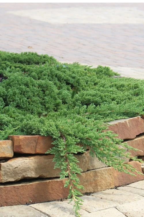 Green Mound Juniper - 6-Pack of 1 Gallon Pots Green Mound Juniper - 6-Pack Of 1 Gallon Pots -Garden Plants shop Juniper Green Mound 10