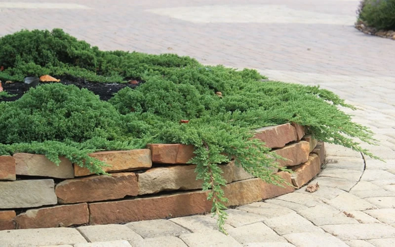 Green Mound Juniper - 6-Pack of 1 Gallon Pots Green Mound Juniper - 6-Pack Of 1 Gallon Pots -Garden Plants shop Juniper Green Mound 4