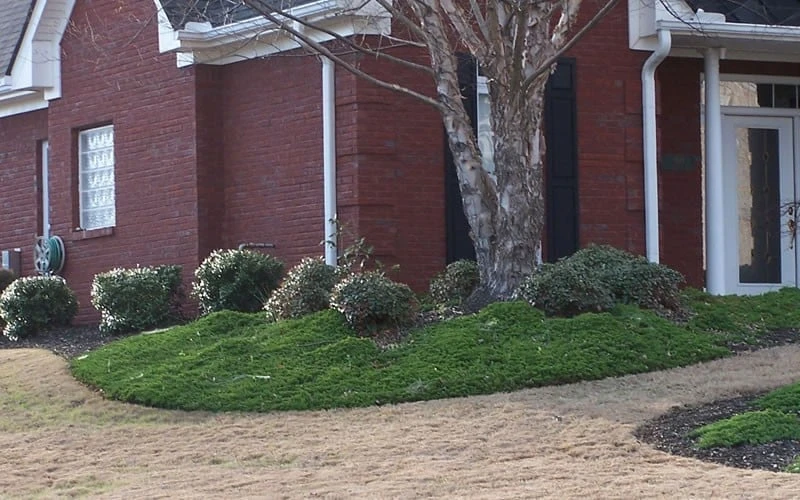 Green Mound Juniper - 6-Pack of 1 Gallon Pots Green Mound Juniper - 6-Pack Of 1 Gallon Pots -Garden Plants shop Juniper Green Mound