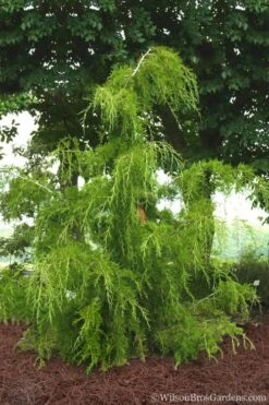 Weeping Virginia Juniper - Juniperus Virginiana 'Pendula' - 1 Gallon Pot -Garden Plants shop Juniper Virginia Weeping