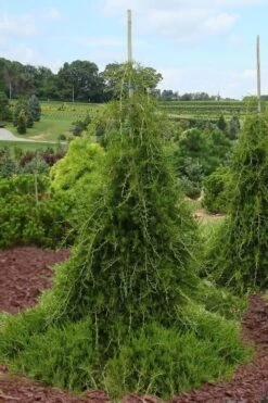 Weeping Virginia Juniper - Juniperus Virginiana 'Pendula' - 1 Gallon Pot -Garden Plants shop Juniper Virginia Weeping 5