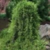 Weeping Virginia Juniper - Juniperus Virginiana 'Pendula' - 1 Gallon Pot