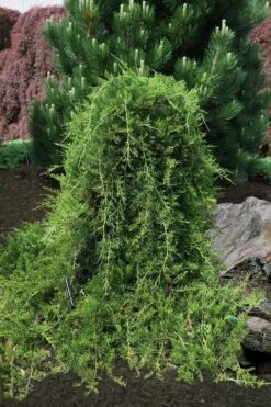 Weeping Virginia Juniper - Juniperus Virginiana 'Pendula' - 1 Gallon Pot