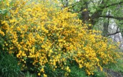 Japanese Marigold Bush (Kerria Japonica 'Pleniflora') - 5 Pack Of Quart Pots 4 Japanese Marigold Bush (Kerria Japonica 'Pleniflora') - 5 Pack Of Quart Pots -Garden Plants shop Kerria 18 1