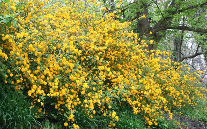 Japanese Marigold Bush - Kerria japonica 'Pleniflora' - 1 Gallon Pot Japanese Marigold Bush - Kerria Japonica 'Pleniflora' - 1 Gallon Pot -Garden Plants shop Kerria 18