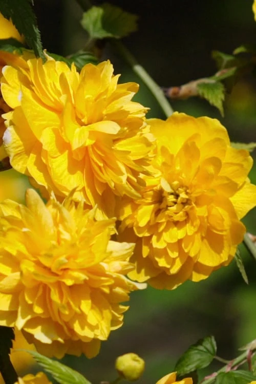 Japanese Marigold Bush - Kerria japonica 'Pleniflora' - 1 Gallon Pot Japanese Marigold Bush - Kerria Japonica 'Pleniflora' - 1 Gallon Pot -Garden Plants shop Kerria 21