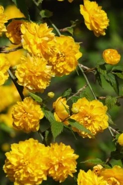 Japanese Marigold Bush - Kerria Japonica 'Pleniflora' - 1 Gallon Pot 7 Japanese Marigold Bush - Kerria Japonica 'Pleniflora' - 1 Gallon Pot -Garden Plants shop Kerria 22