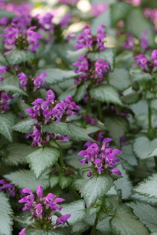 Beacon Silver Lamium - 5 Pack of Pint Pots Beacon Silver Lamium - 5 Pack Of Pint Pots -Garden Plants shop Lamium Beacons Silver 1