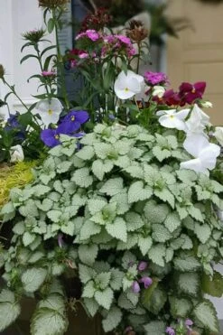 Beacon Silver Lamium - 5 Pack Of Pint Pots -Garden Plants shop Lamium Beacons Silver 2