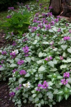 Beacon Silver Lamium - 5 Pack Of Pint Pots -Garden Plants shop Lamium Beacons Silver 3