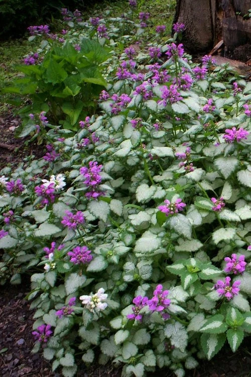 Beacon Silver Lamium - 5 Pack of Pint Pots Beacon Silver Lamium - 5 Pack Of Pint Pots -Garden Plants shop Lamium Beacons Silver 3