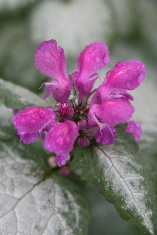 Beacon Silver Lamium - 5 Pack of Pint Pots Beacon Silver Lamium - 5 Pack Of Pint Pots -Garden Plants shop Lamium Beacons Silver 4