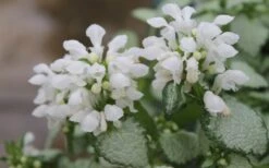 White Nancy Lamium - 5 Pack Of Pint Pots -Garden Plants shop Lamium White Nancy 1