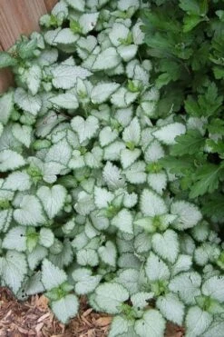 White Nancy Lamium - 5 Pack Of Pint Pots -Garden Plants shop Lamium White Nancy 3