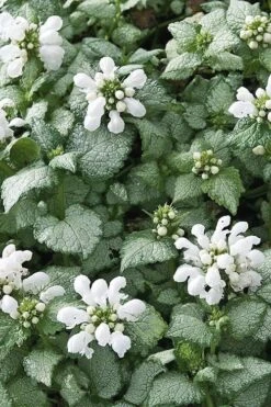 White Nancy Lamium - 5 Pack Of Pint Pots -Garden Plants shop Lamium White Nancy 4