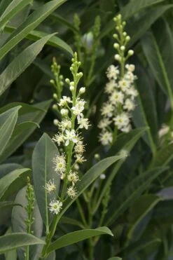 Schip Laurel (Prunus Laurocersasus 'Schipkaensis') - 1 Gallon Pot -Garden Plants shop Laurel Schip 3