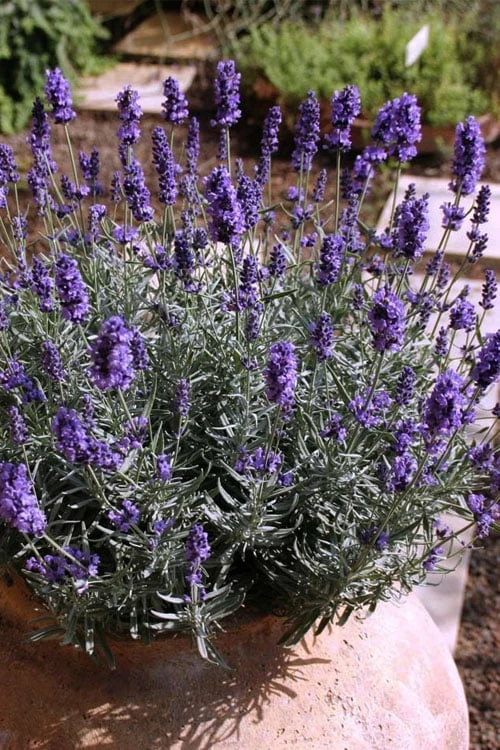 Hidcote Blue English Lavender - 5 Pack of Quart Pots Hidcote Blue English Lavender - 5 Pack Of Quart Pots -Garden Plants shop Lavender Hidcote 3 1