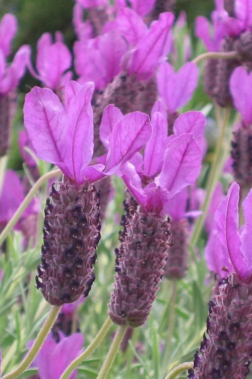 Otto Quast Spanish Lavender - 1 Gallon Pot Otto Quast Spanish Lavender - 1 Gallon Pot -Garden Plants shop Lavender Otto Quast 20
