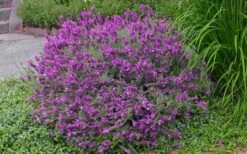 Otto Quast Spanish Lavender - 1 Gallon Pot 4 Otto Quast Spanish Lavender - 1 Gallon Pot -Garden Plants shop Lavender Otto Quast 21