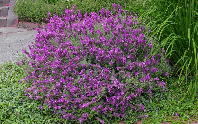 Otto Quast Spanish Lavender - 1 Gallon Pot Otto Quast Spanish Lavender - 1 Gallon Pot -Garden Plants shop Lavender Otto Quast 21