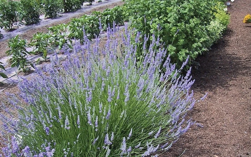 Provence French Lavender - 5 Pack of Quart Pots Provence French Lavender - 5 Pack Of Quart Pots -Garden Plants shop Lavender Provence 1
