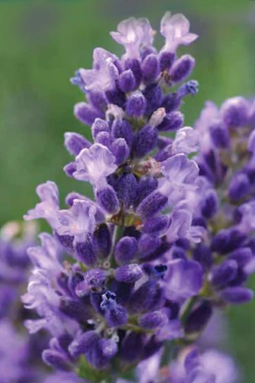 SuperBlue English Lavender - 1 Gallon Pot SuperBlue English Lavender - 1 Gallon Pot -Garden Plants shop Lavender Super Blue 1