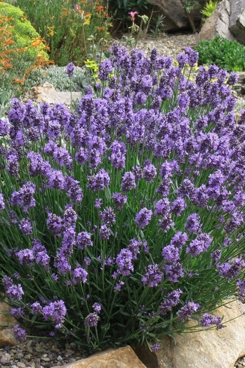 SuperBlue English Lavender - 1 Gallon Pot SuperBlue English Lavender - 1 Gallon Pot -Garden Plants shop Lavender Super Blue 2