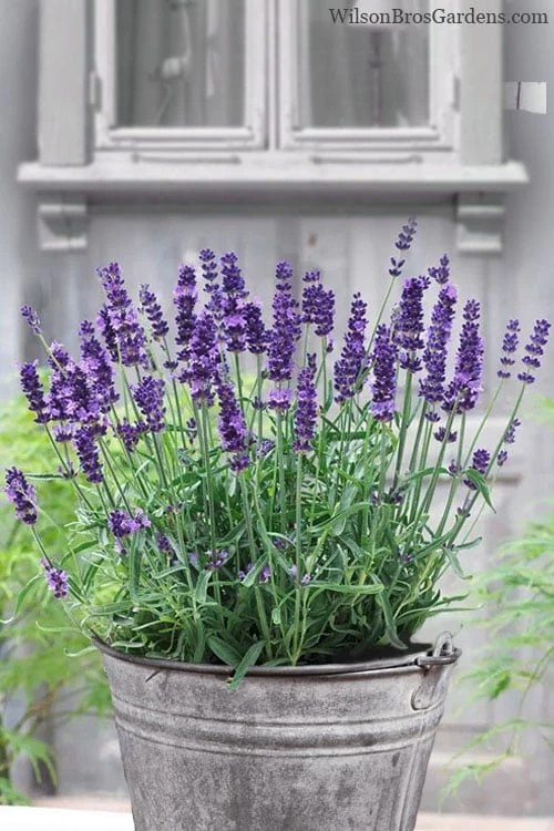 SuperBlue English Lavender - 1 Gallon Pot SuperBlue English Lavender - 1 Gallon Pot -Garden Plants shop Lavender Superblue 12