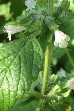 Lemon Balm Plant - 1 Gallon Pot 4 Lemon Balm Plant - 1 Gallon Pot -Garden Plants shop Lemon Balm Plant 1