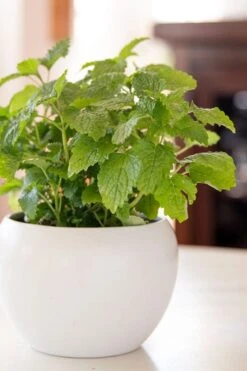 Lemon Balm Plant - 1 Gallon Pot 3 Lemon Balm Plant - 1 Gallon Pot -Garden Plants shop Lemon Balm Plant 2