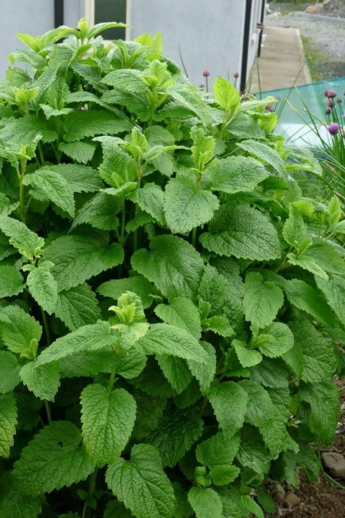 Lemon Balm Plant - 1 Gallon Pot Lemon Balm Plant - 1 Gallon Pot -Garden Plants shop Lemon Balm Plant 3