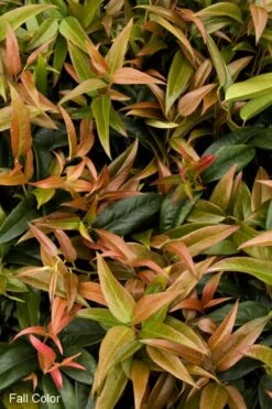 Scarletta Fetterbush - Leucothoe Fontanesiana 'Zeblid' - 2 Gallon Pot 3 Scarletta Fetterbush - Leucothoe Fontanesiana 'Zeblid' - 2 Gallon Pot -Garden Plants shop Leucothoe Scarletta 2