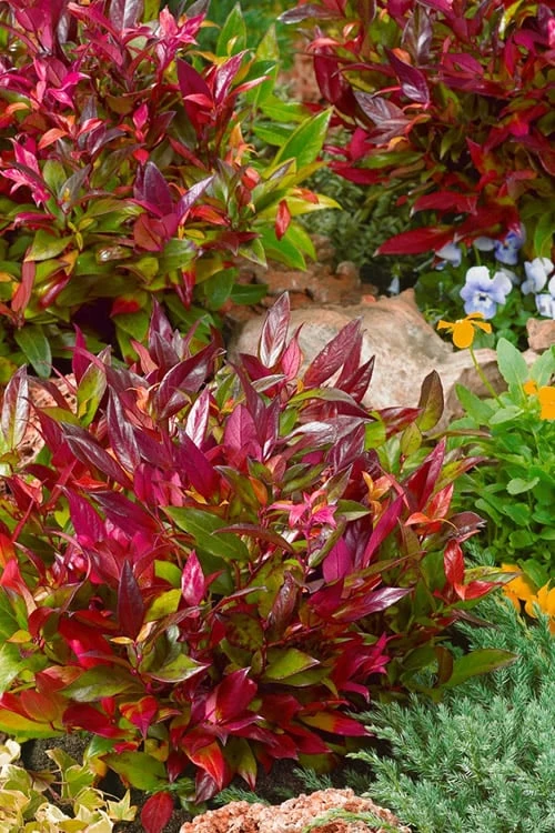 Scarletta Fetterbush - Leucothoe fontanesiana 'Zeblid' - 2 Gallon Pot Scarletta Fetterbush - Leucothoe Fontanesiana 'Zeblid' - 2 Gallon Pot -Garden Plants shop Leucothoe Scarletta 4