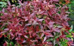 Scarletta Fetterbush - Leucothoe Fontanesiana 'Zeblid' - 3 Gallon Pot 4 Scarletta Fetterbush - Leucothoe Fontanesiana 'Zeblid' - 3 Gallon Pot -Garden Plants shop Leucothoe Scarletta 5 1