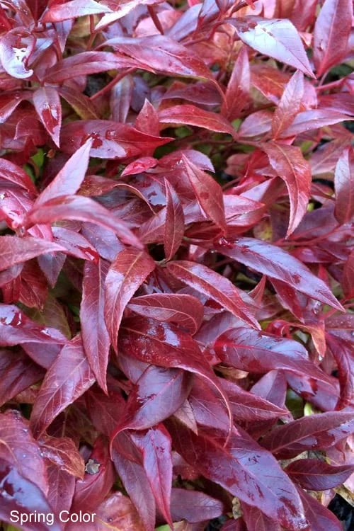 Scarletta Fetterbush - Leucothoe fontanesiana 'Zeblid' - 2 Gallon Pot Scarletta Fetterbush - Leucothoe Fontanesiana 'Zeblid' - 2 Gallon Pot -Garden Plants shop Leucothoe Scarletta 7