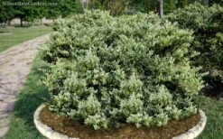 Jack Frost Ligustrum (Privet) - 3 Gallon Pot -Garden Plants shop Ligustrum Jack Frost 6