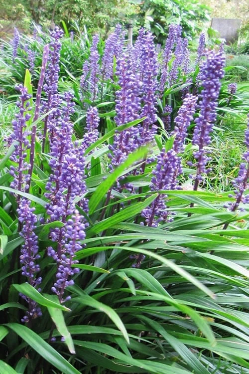 Emerald Goddess Liriope (Lilyturf) - 1 Gallon Pot Emerald Goddess Liriope (Lilyturf) - 1 Gallon Pot -Garden Plants shop Liriope Emerald Goddess 10