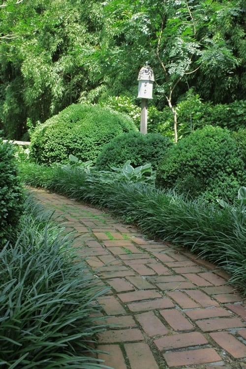 Emerald Goddess Liriope (Lilyturf) - 1 Gallon Pot Emerald Goddess Liriope (Lilyturf) - 1 Gallon Pot -Garden Plants shop Liriope Emerald Goddess 2