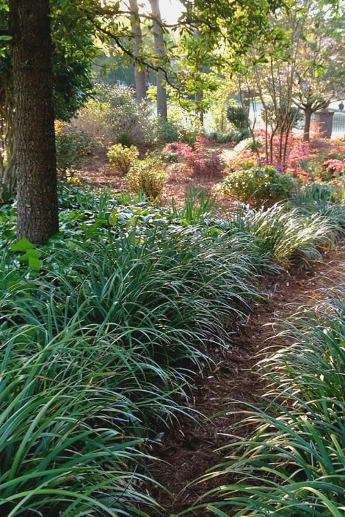 Emerald Goddess Liriope (Lilyturf) - 1 Gallon Pot Emerald Goddess Liriope (Lilyturf) - 1 Gallon Pot -Garden Plants shop Liriope Emerald Goddess 500x750 1